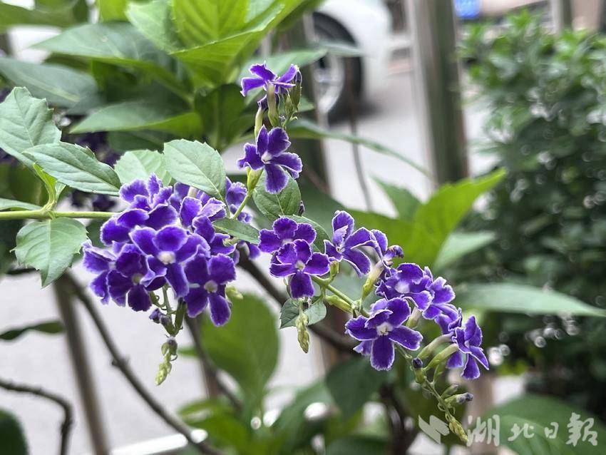 微乐斗地主电脑版下载